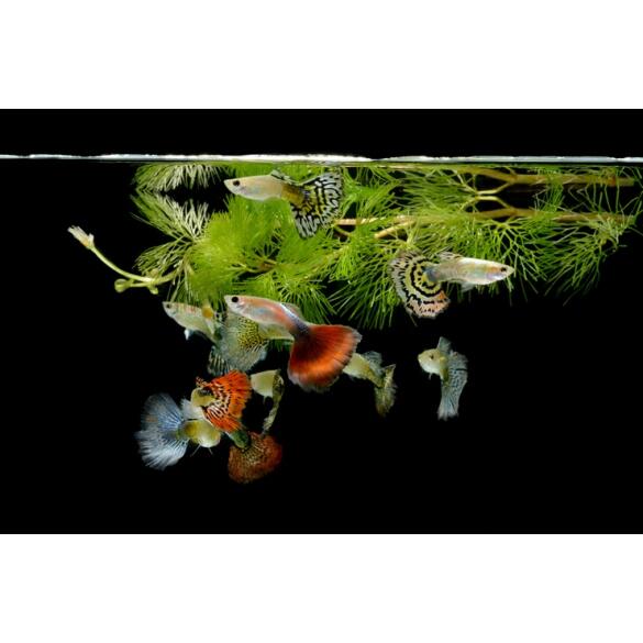 Гуппи (Poecilia reticulata)