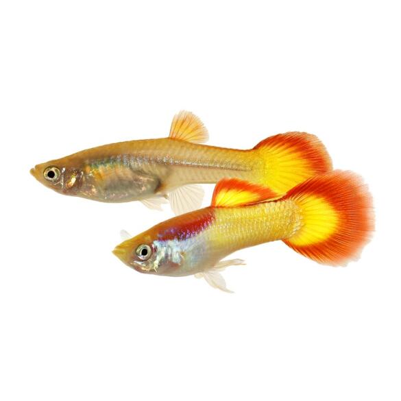 Гуппи (Poecilia reticulata)