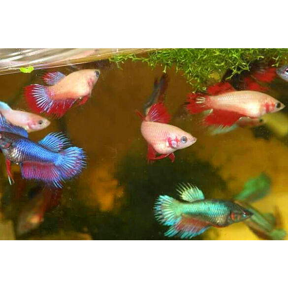 Петушок Самки 2,5-3,5см (Betta)