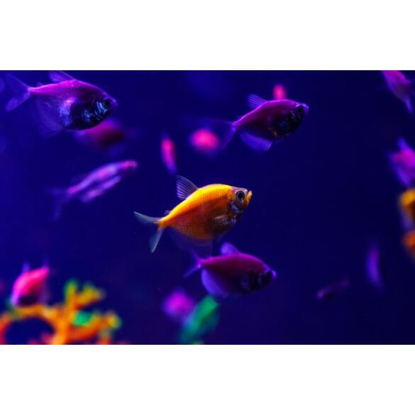 Тернеция Цветная Glo