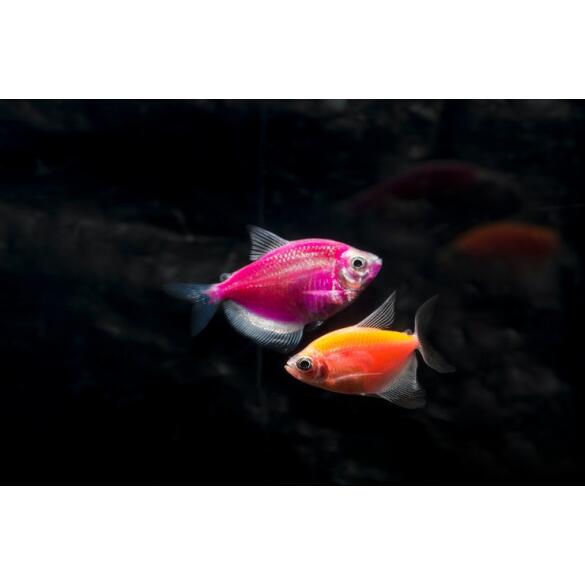 Тернеция Цветная Glo