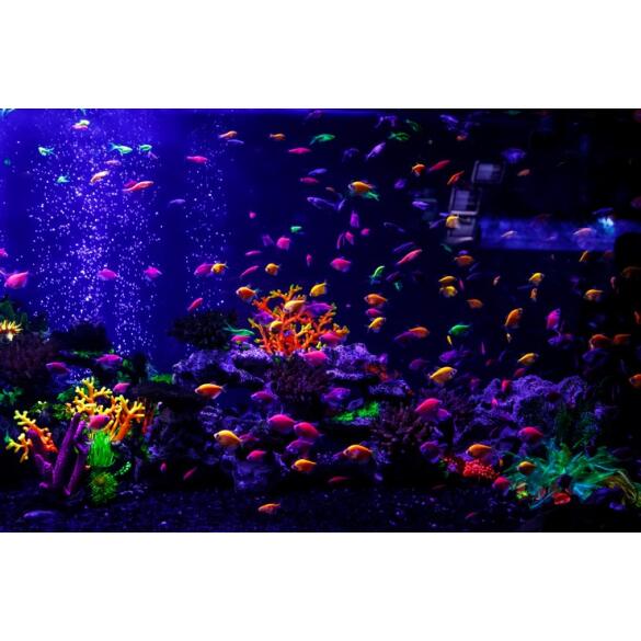 Тернеция Цветная Glo