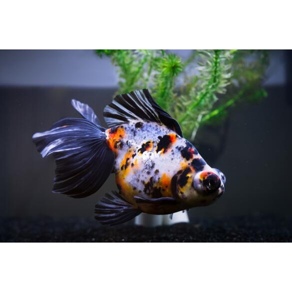 Золотая рыбка (Carassius auratus) Телескоп 5-6см