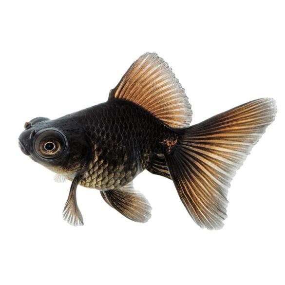 Золотая рыбка (Carassius auratus) Телескоп 5-6см