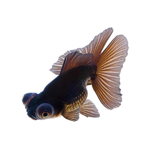 Золотая рыбка (Carassius auratus) Телескоп 5-6см