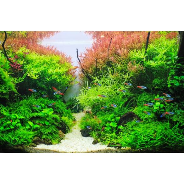 Неон Голубой (Paracheirodon innesi)