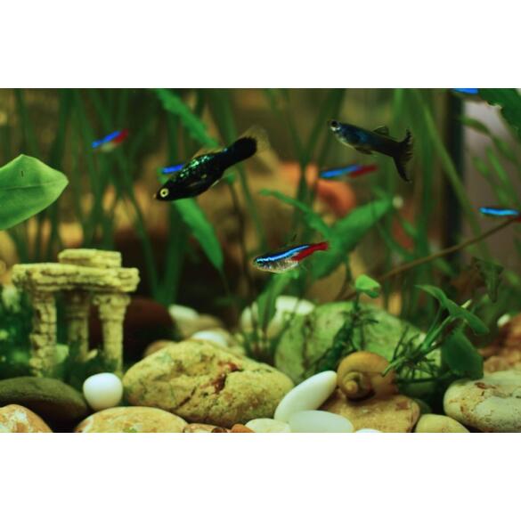 Неон Голубой (Paracheirodon innesi)