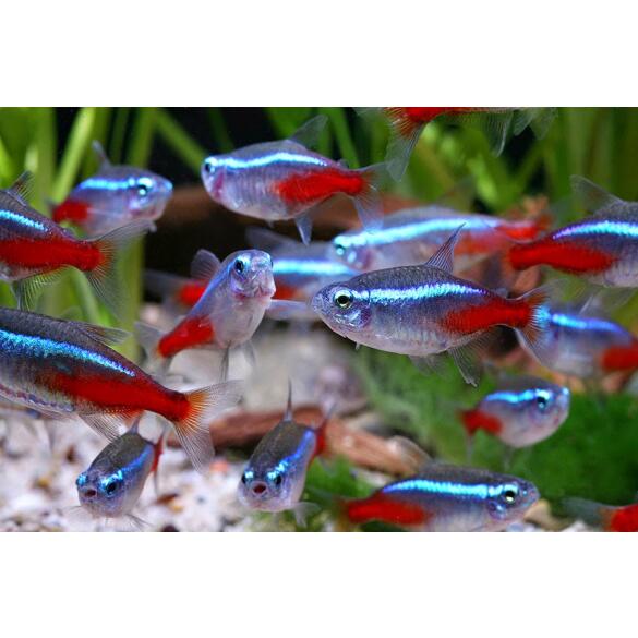 Неон Голубой (Paracheirodon innesi)