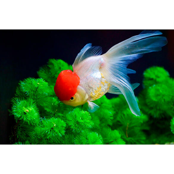 Золотая рыбка (Carassius auratus) Оранда "Красная шапочка" 5-6см