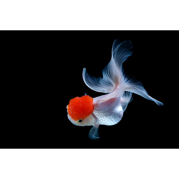 Золотая рыбка (Carassius auratus) Оранда "Красная шапочка" 5-6см