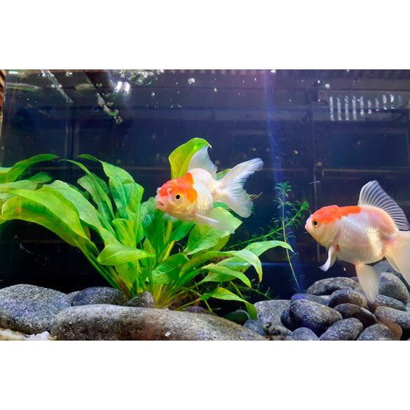 Золотая рыбка (Carassius auratus) Оранда "Красная шапочка" 5-6см