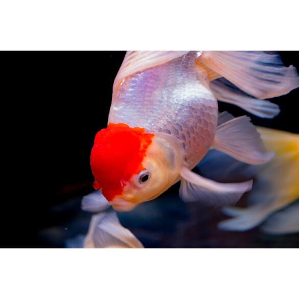 Золотая рыбка (Carassius auratus) Оранда "Красная шапочка" 5-6см