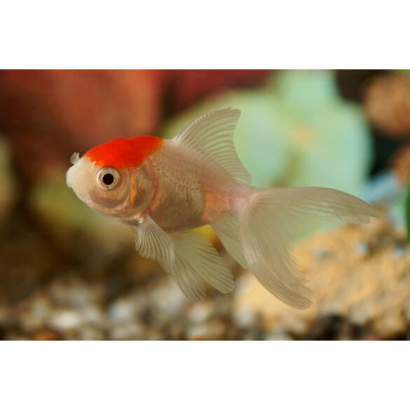 Золотая рыбка (Carassius auratus) Оранда "Красная шапочка" 5-6см