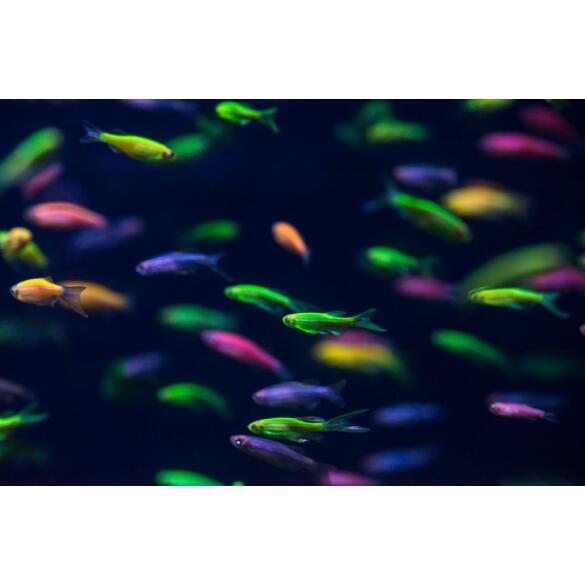 Лабео цветной Glo (Labeo)