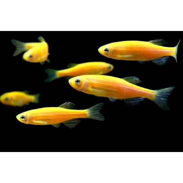 Данио Цветной Glo (Danio)
