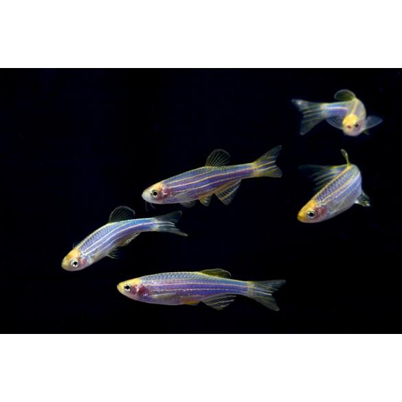 Данио Цветной Glo (Danio)