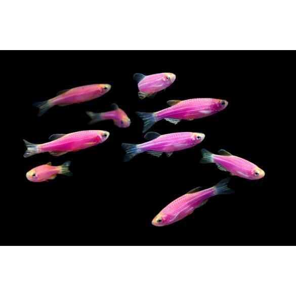 Данио Цветной Glo (Danio)