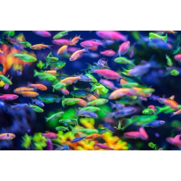Данио Цветной Glo (Danio)
