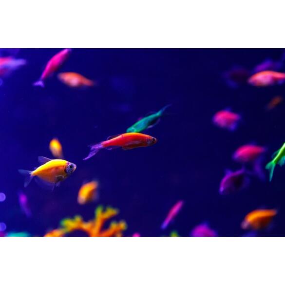 Данио Цветной Glo (Danio)