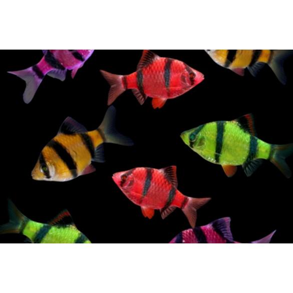 Барбус цветной GLO 2см