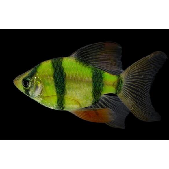 Барбус цветной GLO 2см