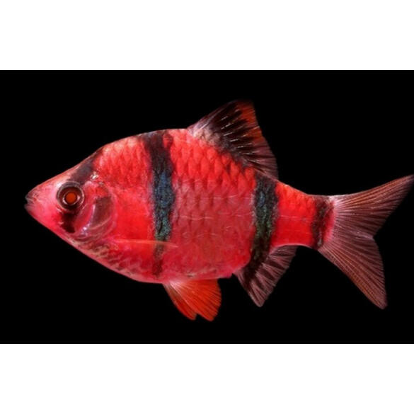 Барбус цветной GLO 2см