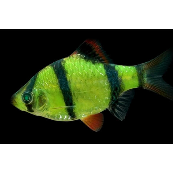 Барбус цветной GLO 2см