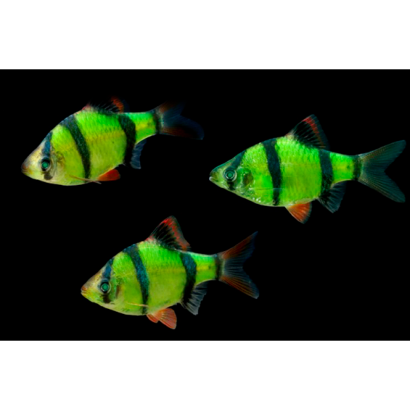 Барбус цветной GLO 2см