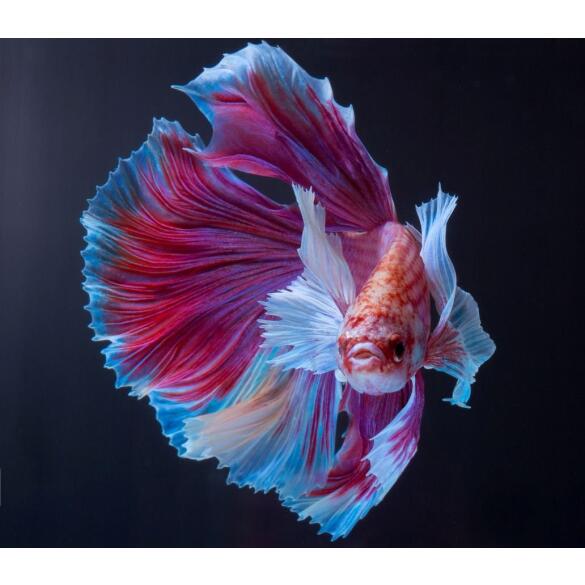 Петушок Халф Мун 5-6см (Halfmoon - Betta Splendens)