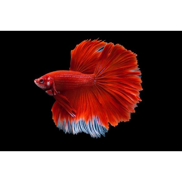 Петушок Халф Мун 5-6см (Halfmoon - Betta Splendens)