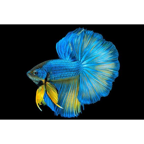 Петушок Халф Мун 5-6см (Halfmoon - Betta Splendens)