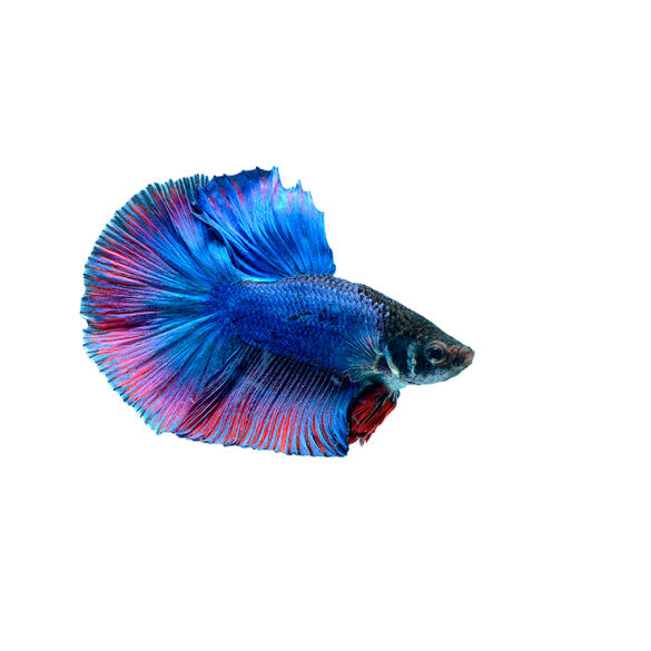 Петушок Халф Мун 5-6см (Halfmoon - Betta Splendens)