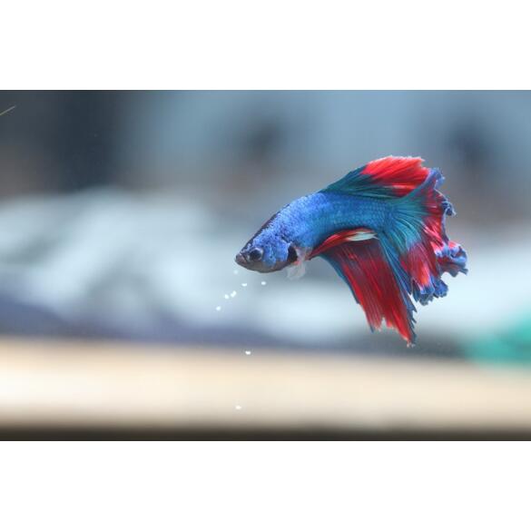 Петушок Халф Мун 5-6см (Halfmoon - Betta Splendens)