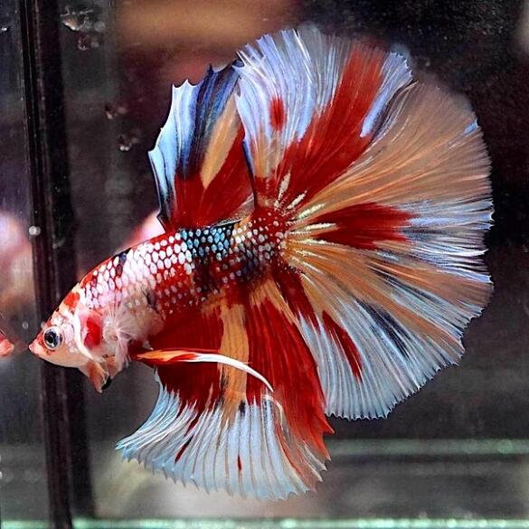 Петушок Халф Мун 5-6см (Halfmoon - Betta Splendens)