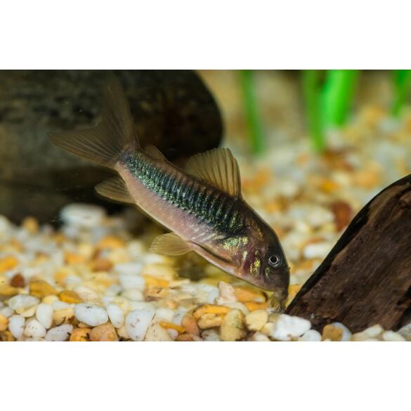 Сом Коридорас Золотистый (Corydoras)