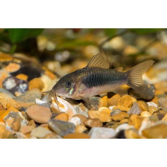 Сом Коридорас Золотистый (Corydoras)