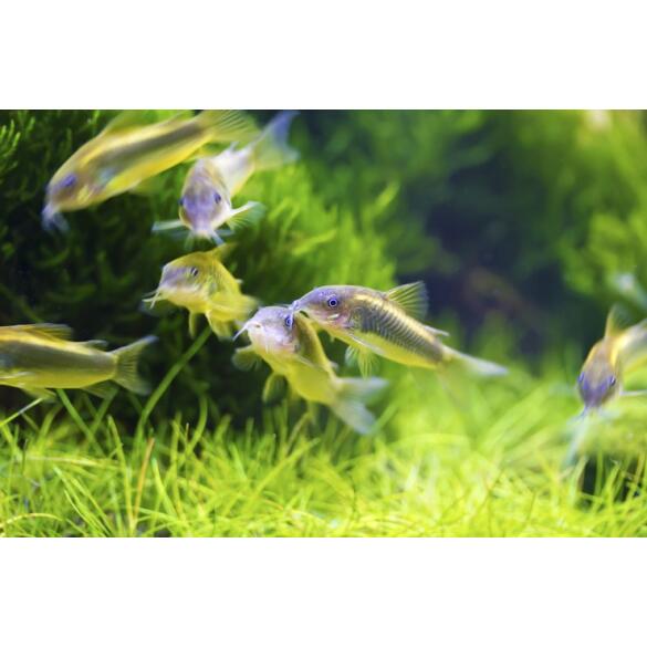 Сом Коридорас Золотистый (Corydoras)