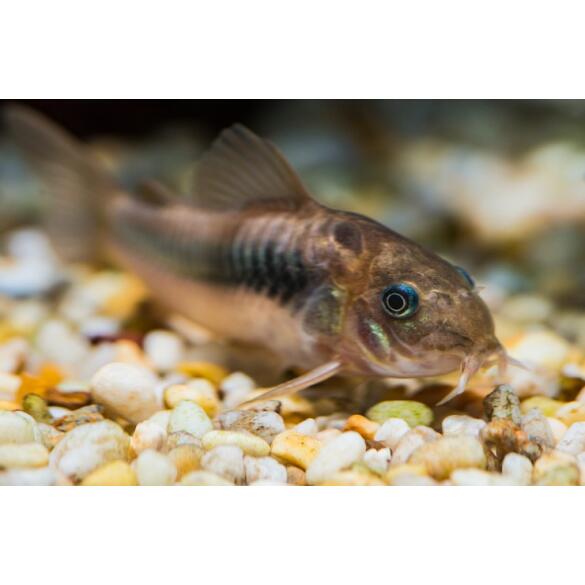 Сом Коридорас Золотистый (Corydoras)