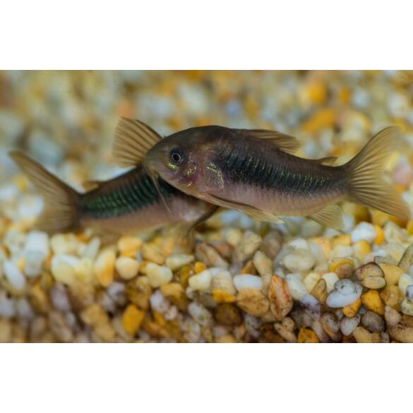 Сом Коридорас Золотистый (Corydoras)