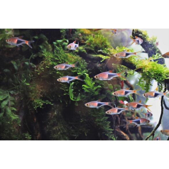 Расбора клиновидная (Rasbora heteromorpha)