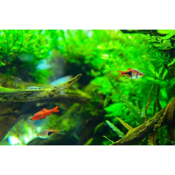 Расбора клиновидная (Rasbora heteromorpha)