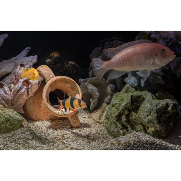 Боция Клоун (Botia macracantha)