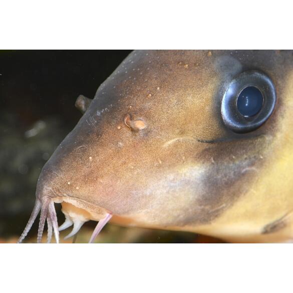 Боция Клоун (Botia macracantha)