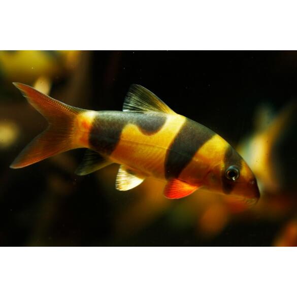 Боция Клоун (Botia macracantha)