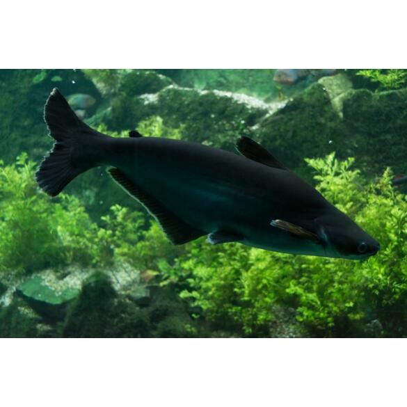 Сом Пангасиус (Pangasionodon hypophthalmus)