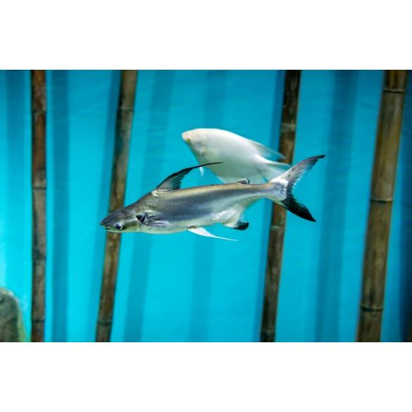 Сом Пангасиус (Pangasionodon hypophthalmus)