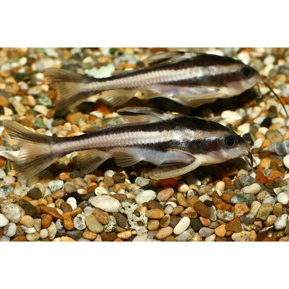 Сом Платидорас (Platydoras armatulus) 3-4см