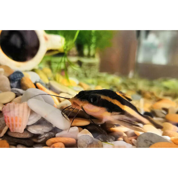 Сом Платидорас (Platydoras armatulus) 3-4см