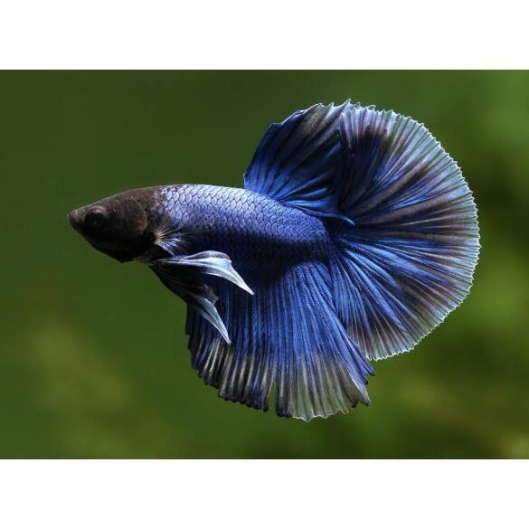 Петушок СуперДельта (Betta Super Delta)