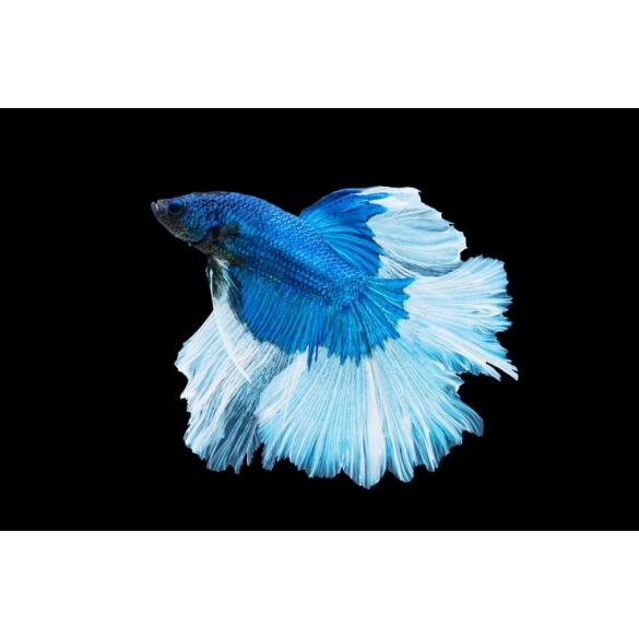 Петушок СуперДельта (Betta Super Delta)